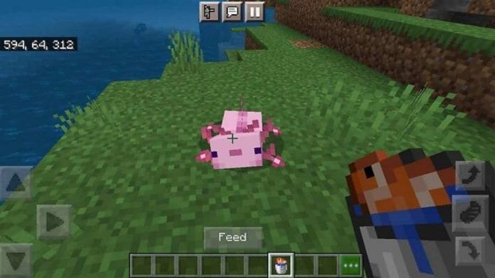 How to Breed Axolotls In Minecraft: A Complete Guide 4 Feeding axolotls