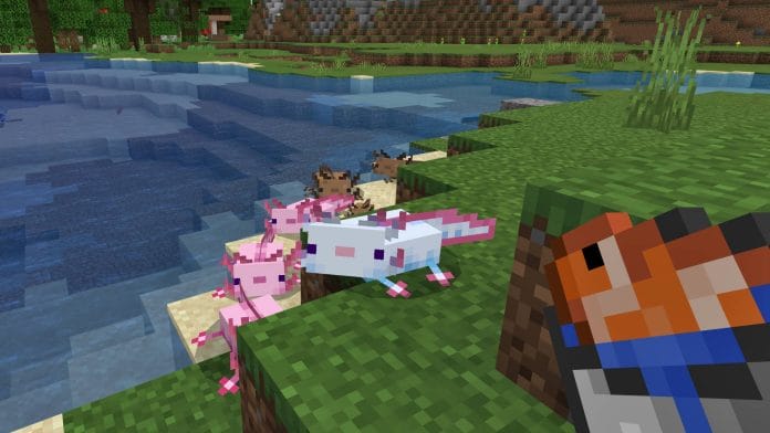 How to Breed Axolotls In Minecraft: A Complete Guide 2 Catching two wild axolotls for breeding