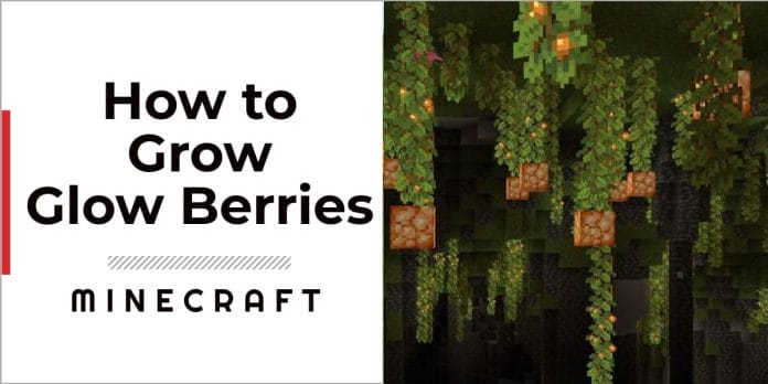 How To Grow Glow Berries In Minecraft