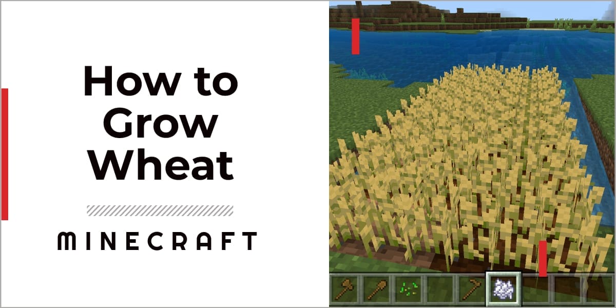 How To Grow Wheat In Minecraft 2023 A Staple For Any Beginner GameGrinds