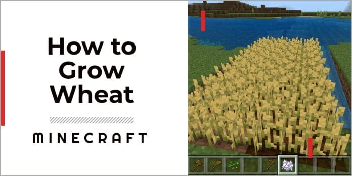 How To Grow Wheat In Minecraft