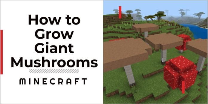 How to Grow Giant Mushrooms in Minecraft